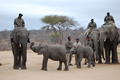 Elephant Back Safari, Kapama Game Reserve, &copy;Anonymous